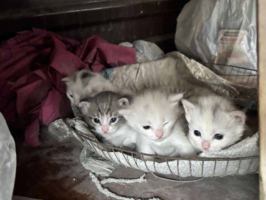 Отдам котенки в хорошие руки