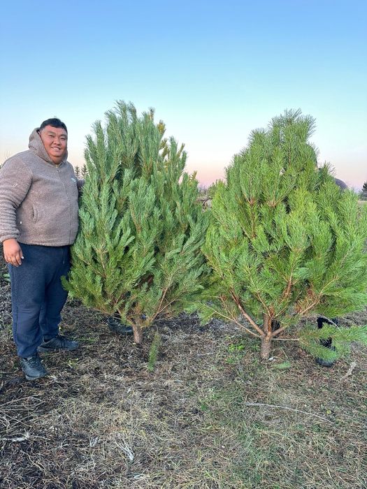 Елки сосны 2025 года