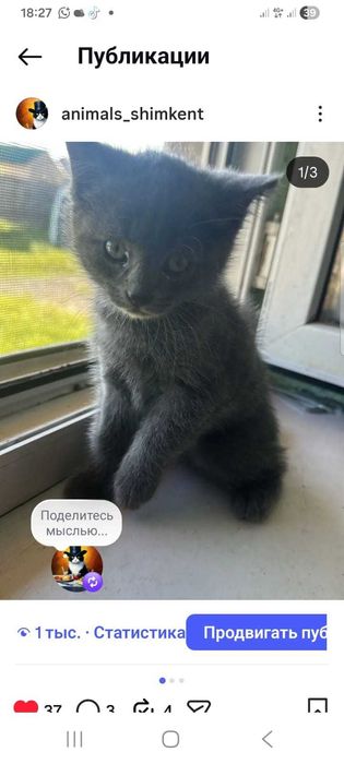Котенок трехцветная с белыми лапками, 3.5 мес., котята разные...