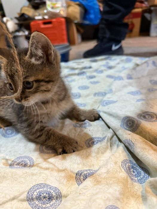 Котята в хорошие любящие руки.