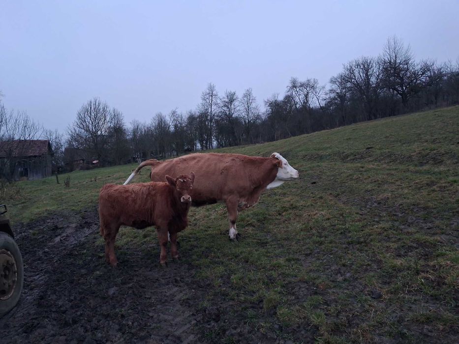 Vaca cu vitica  inscrisa in COP