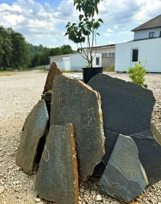 Plante Naturale diferite specii diferite dimensiuni