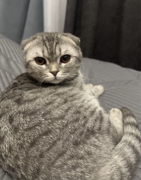 Отдам кота британца