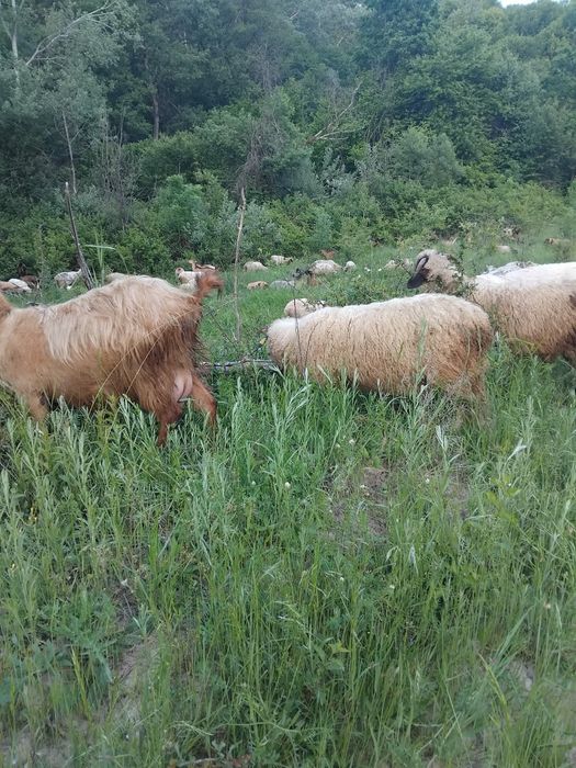 Vand miei greutate 26-37 kg iezi și vătui castrați