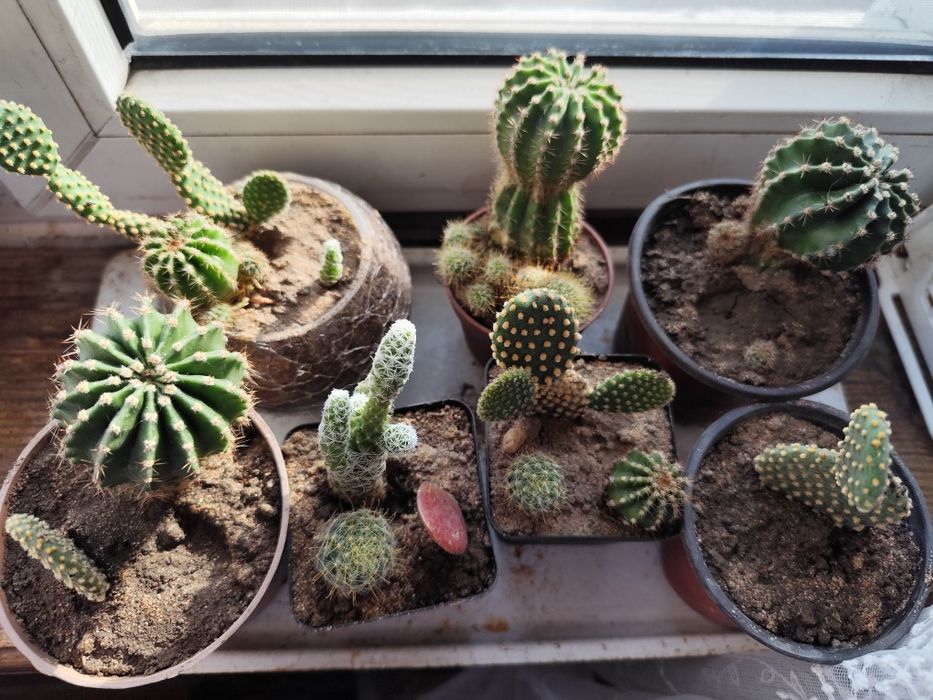 Кактусы, суккуленты