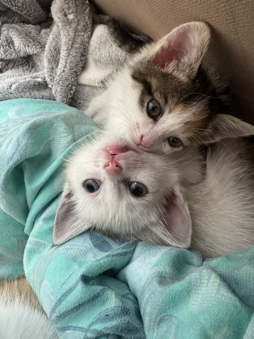 Отдам котят в добрые руки