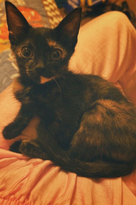 отдам даром котенка