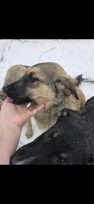 Щенки в добрые руки