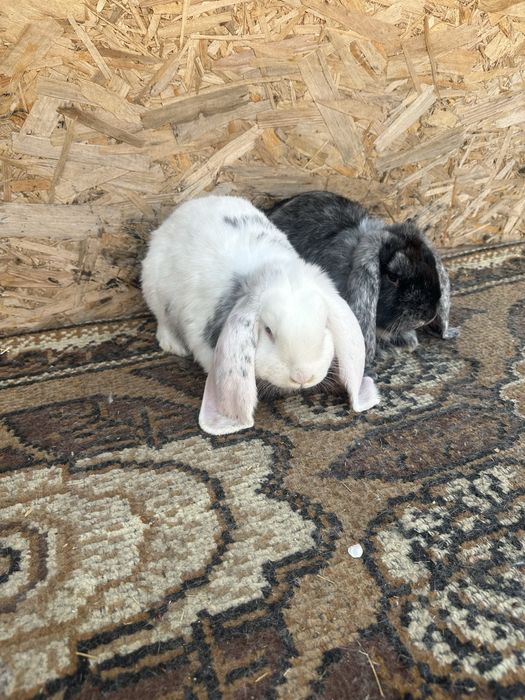 Iepuri berbec german