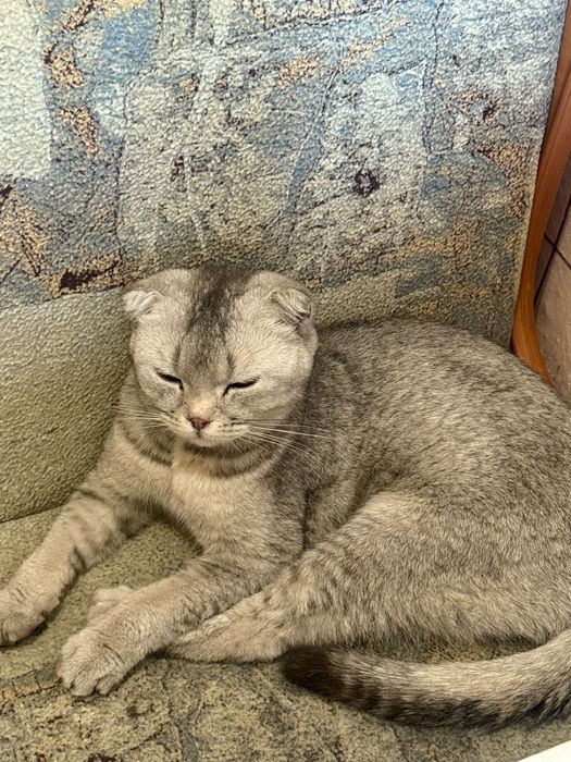 отдам кошку в добрые руки