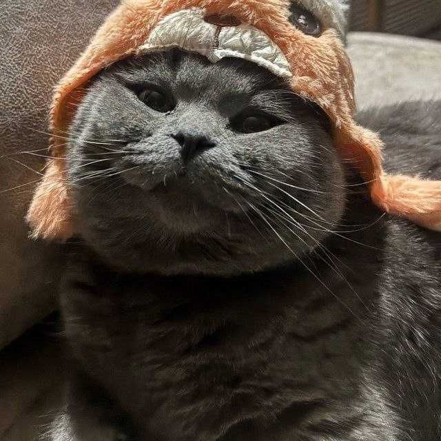 Mushuklar vyazka sotilmidi