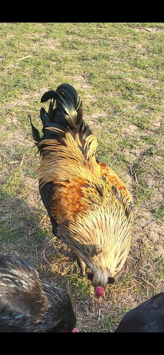 Vand oua gaini Ameraucana