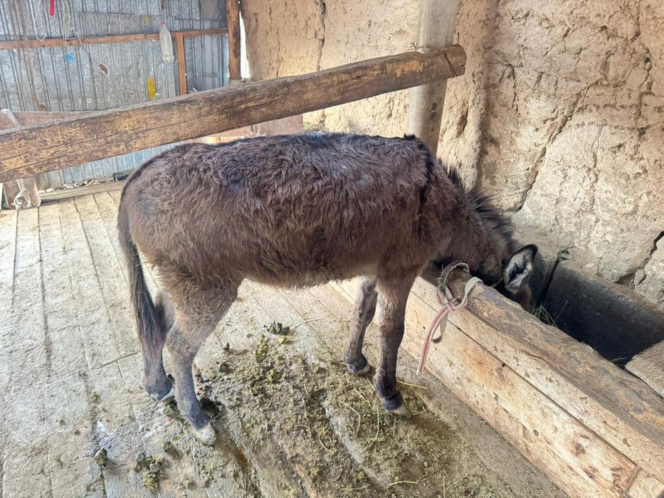 Ешек сатылады келісімі бар