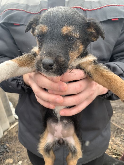 Щенки фокстерьера помесь