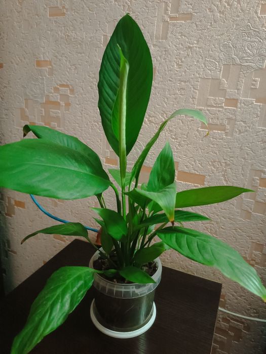 Продам комнатные цветы