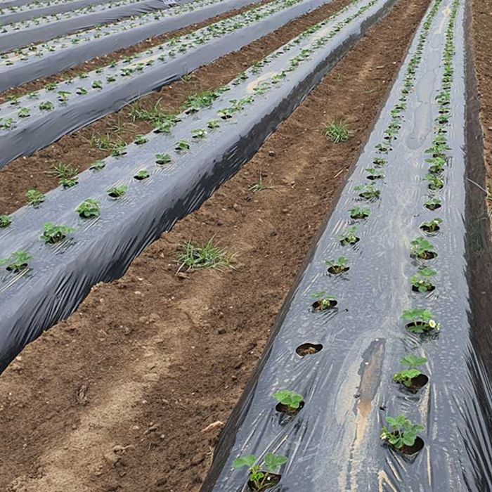 Мулчиращо фолио - мулч черно или сиво