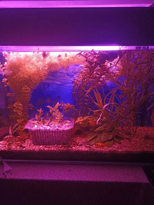 Фито-лампы для растений