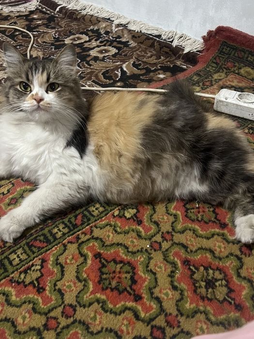 Сибирский  кошка