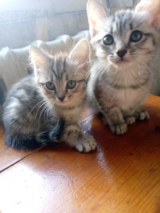 Shotland toza 2 oylik oʻgʻil qiz