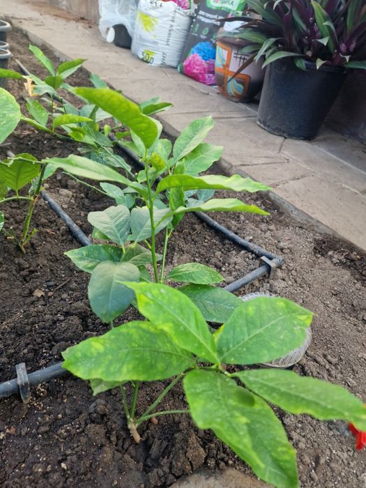 Цитрусовые, Лайма.