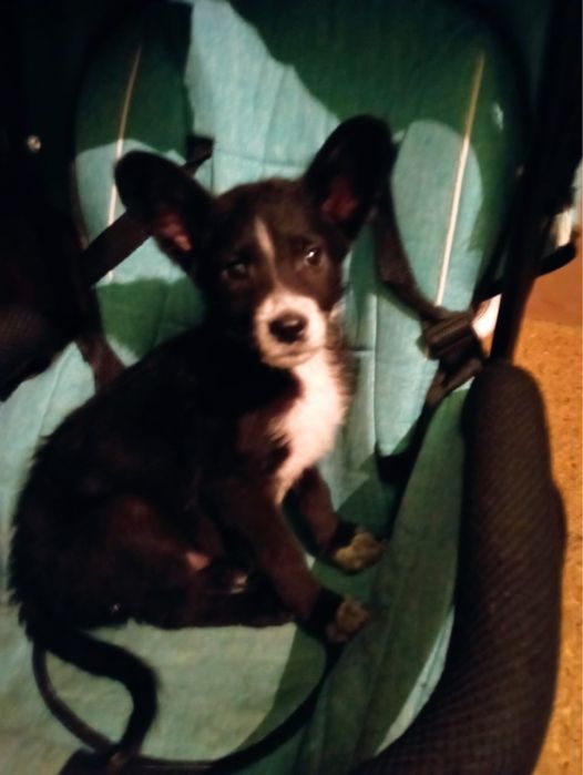 Отдам девочек в добрые руки!