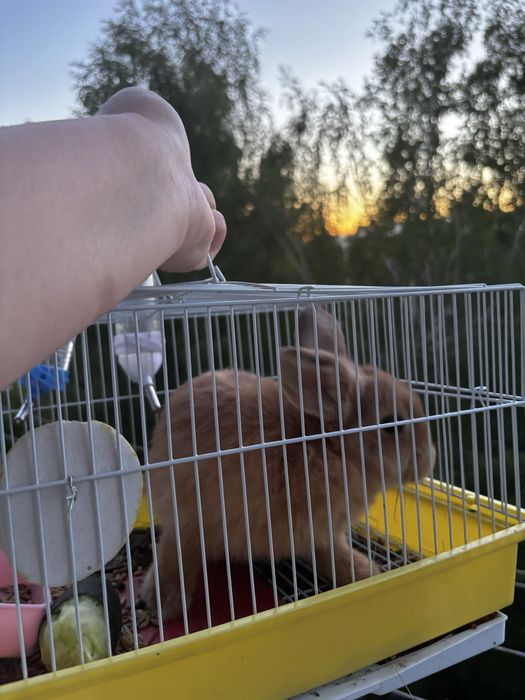 Продам декоративного кролика
