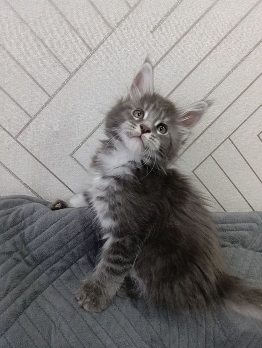 Продам котят Мейн кунов