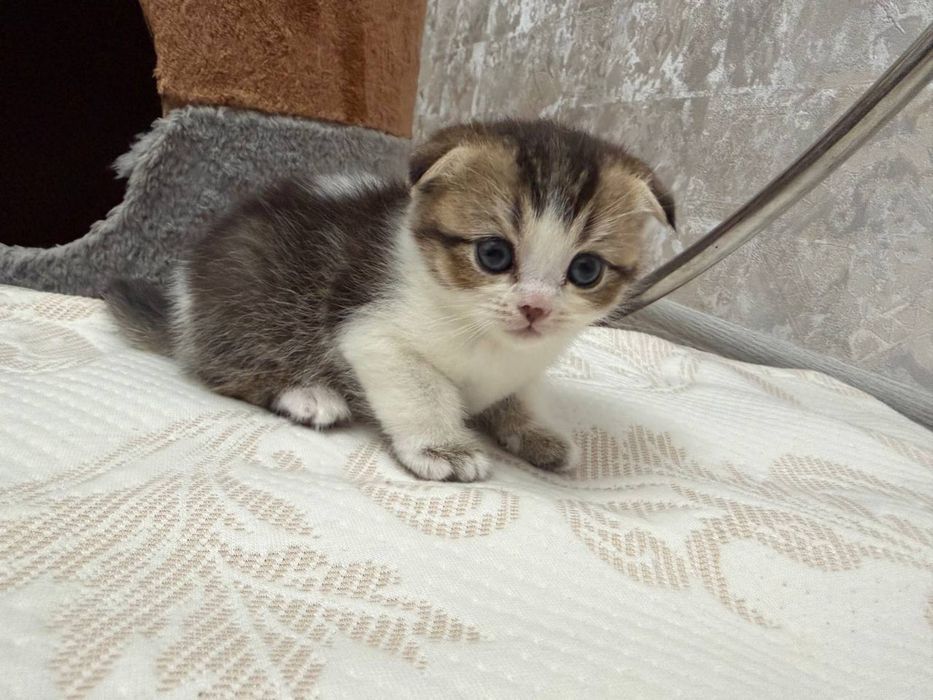Мушук боласи,котенок