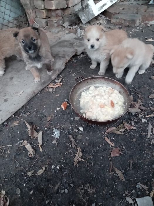 Отдам щенков звоночков