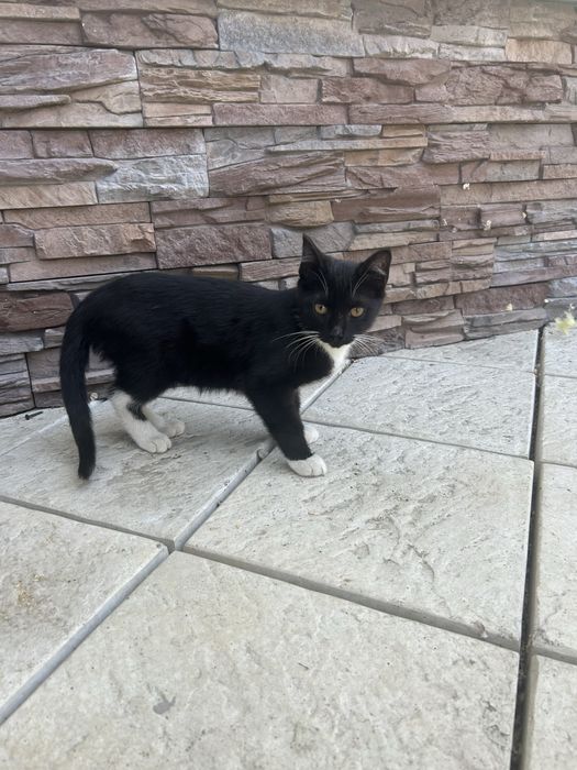 Отдам котенка в добрые руки!