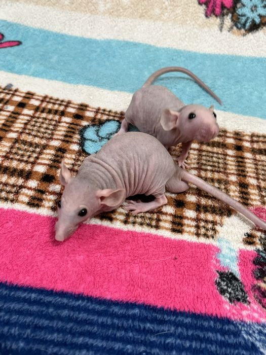 Лысые крысы сфинксы (крыса,крысята,сфинкс,крыски)
