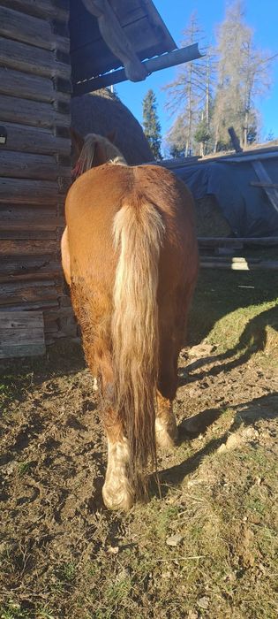 De vânzare mânz de 3 ani