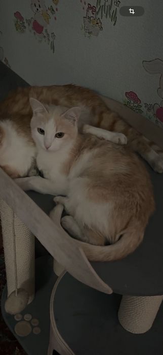 Отдам кошку в добрые руки