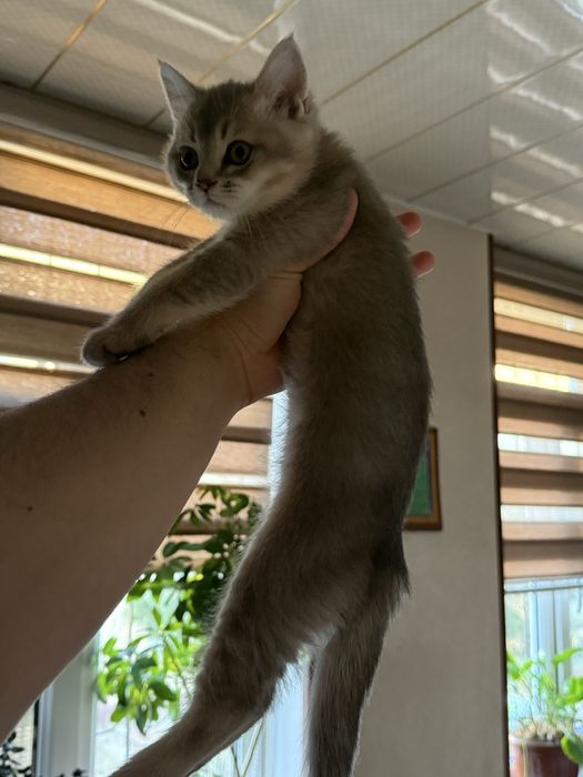 Золотая шиншилла 2ойли