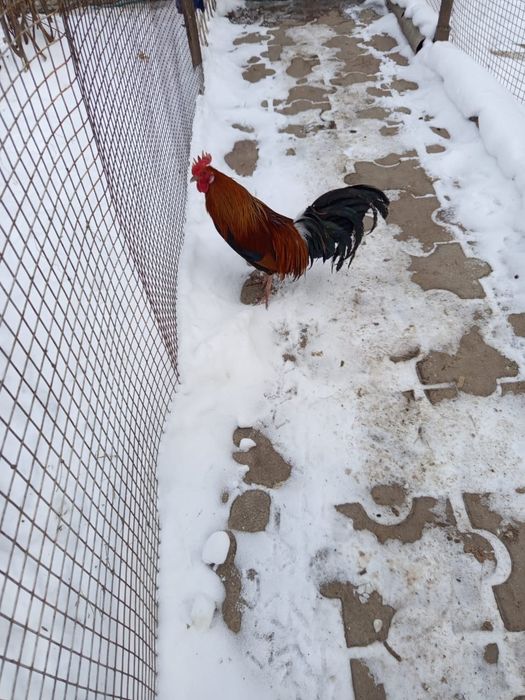 Продам финекс петух