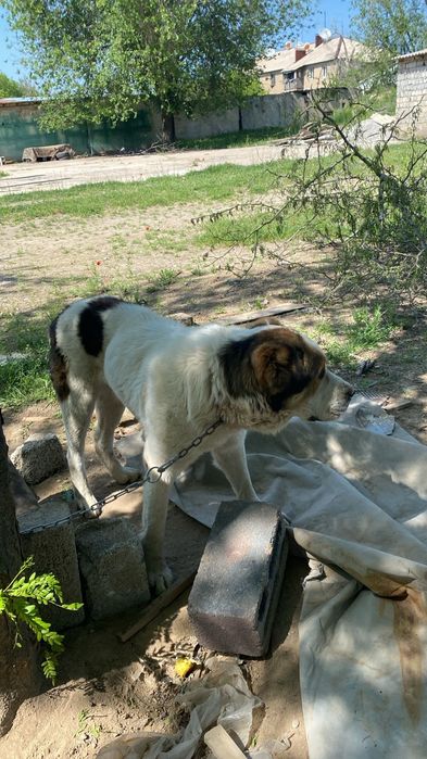 Ит сатылады 1,5 2жаста