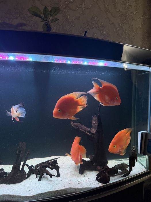 Папугай рыба большое