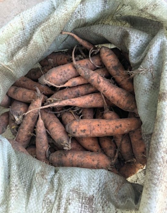 Продам кормовую морковь