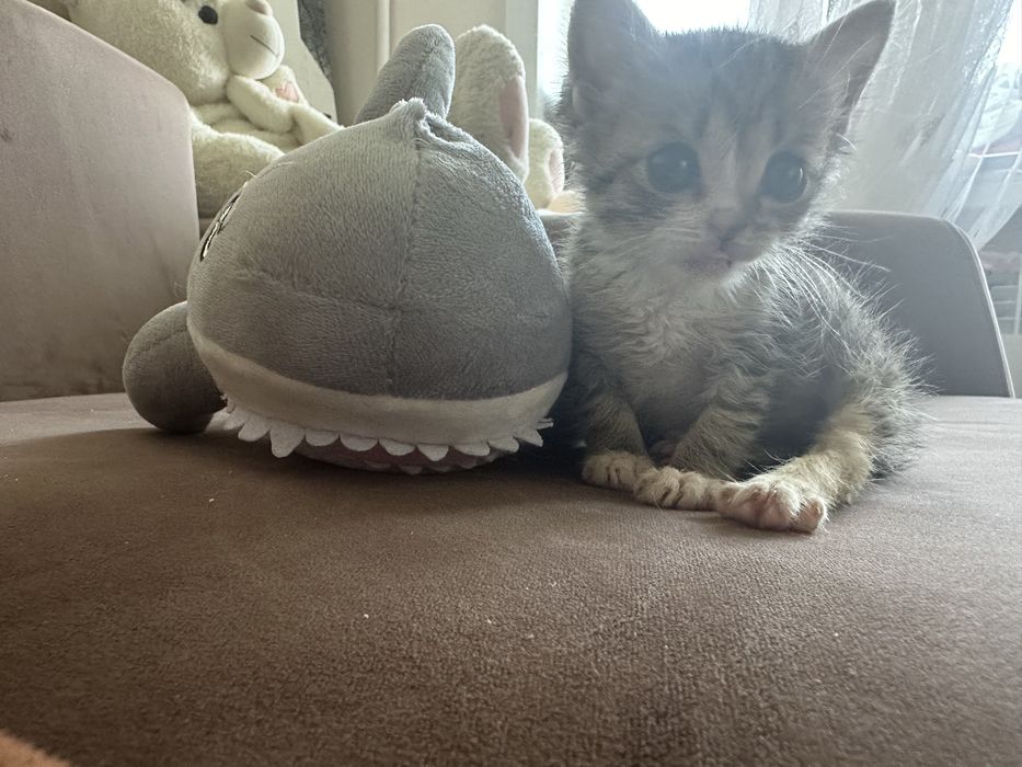 Отдам котенка мальчик