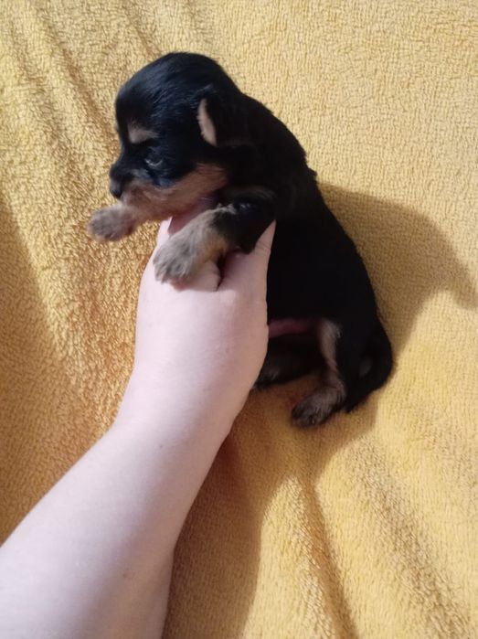 Щенки йоркширского терьера