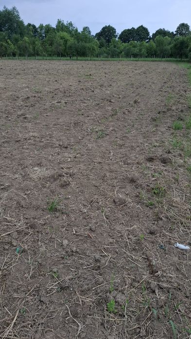 Casa bătrânească cu teren intravilan /Văradia de Mureș jud.Arad