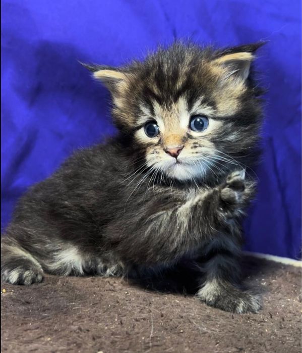 Котята мейн-кун из проф питомника.