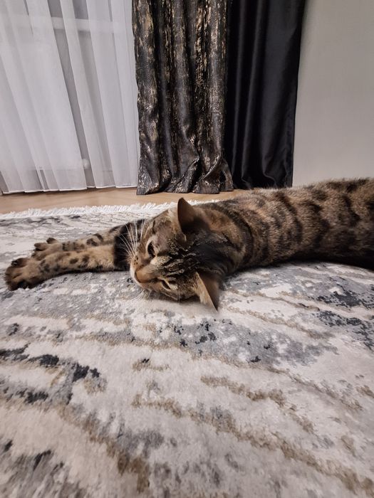 Отдам бесплатно кошку