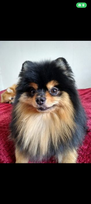 Продам маленьких шпицов