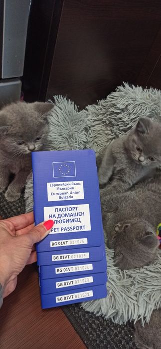 Британски късокосмести котенца
