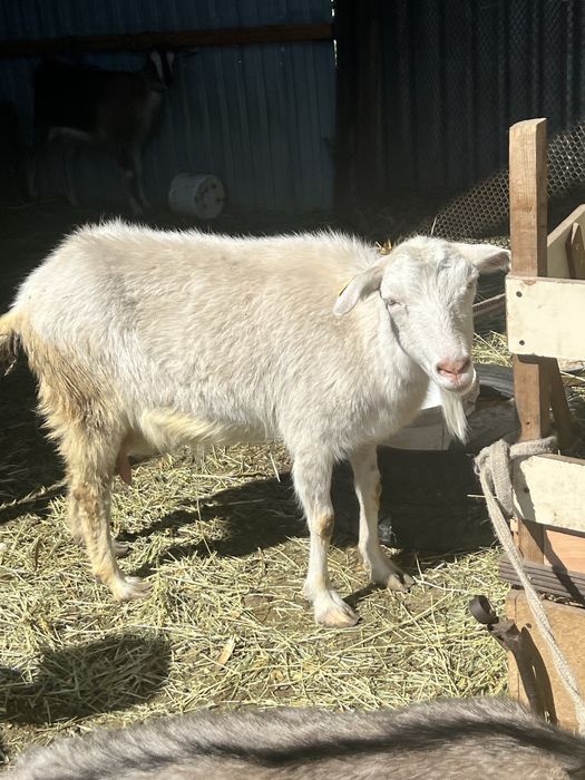 Молочные породистые козы