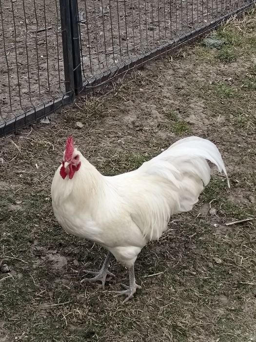 Vân cocoși. brahman și austrolop