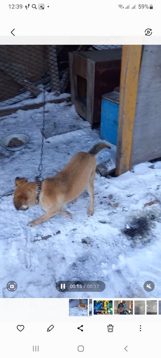 Отдам собачку в хорошие руки