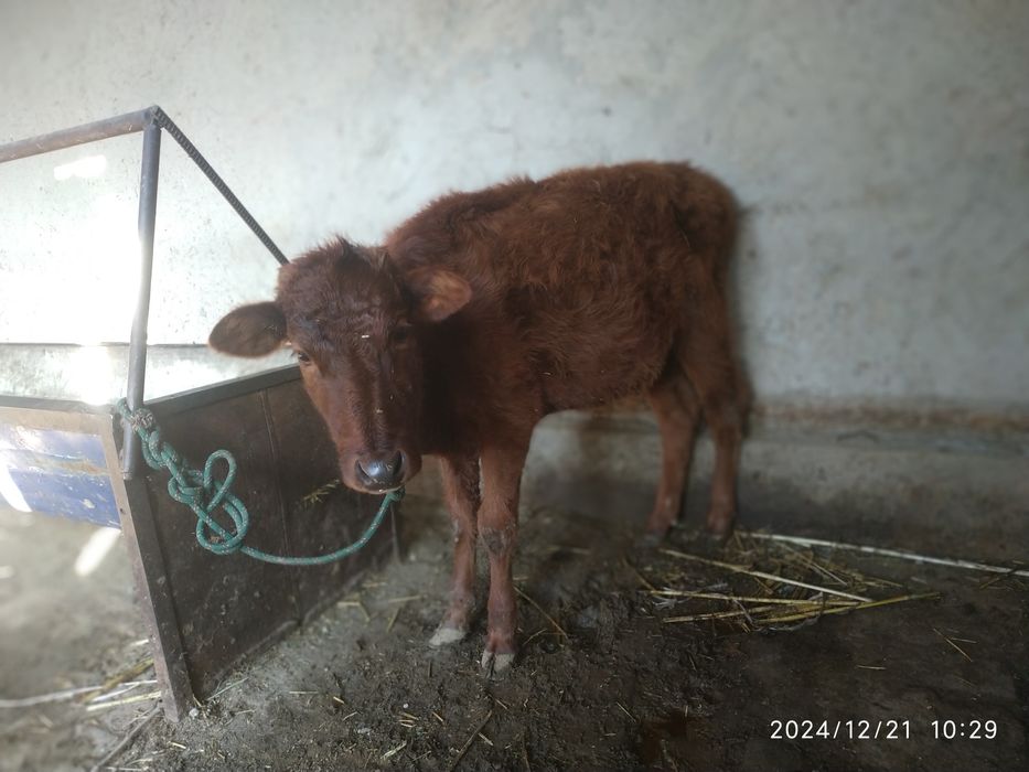 Gʻunojincha sotiladi