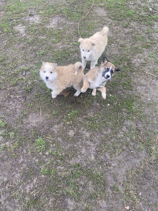 Щенки 3 мальчика 1 девочка